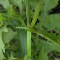 Rorippa indica (L.) Hiern